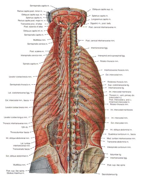 There is a lower back muscle called the latissimus dorsi and your deltoids and trapezius make up your upper back. deep muscles of back : Biological Science Picture ...