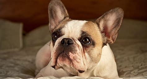 Obviously, not all dogs' ears are floppy. French Bulldogs: Everything You Need to Know About the Breed