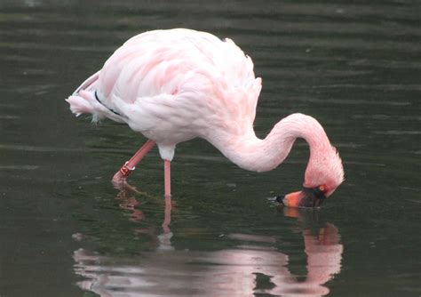 Flamingo pairs establish and defend nesting territories. Lesser flamingo - ZooChat