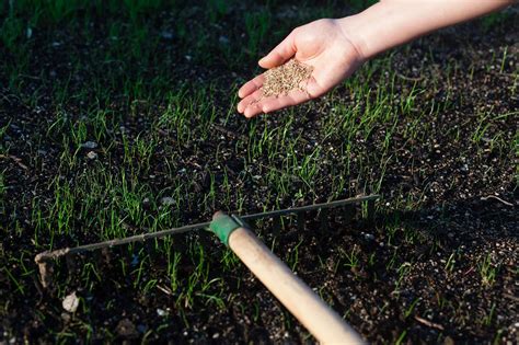 Es gibt jede menge verschiedener sorten von rasensamen (oder auch grassamen) im handel zu kaufen. Rasen säen: Richtiger Zeitpunkt & Anleitung in 6 Schritten ...