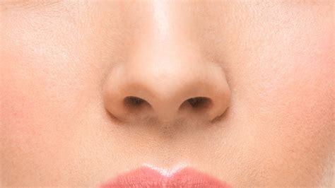 Nose synonyms, nose pronunciation, nose translation, english dictionary definition of nose. Free photo: Nose - Beauty, Doctor, Spa - Free Download ...