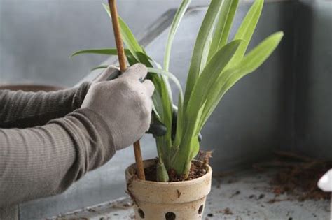 There is a wealth of information out there regarding soil mixes for potted c&s plants and as many recipes to go with it. Wilmer tamped the potting mix firmly into the pot ...