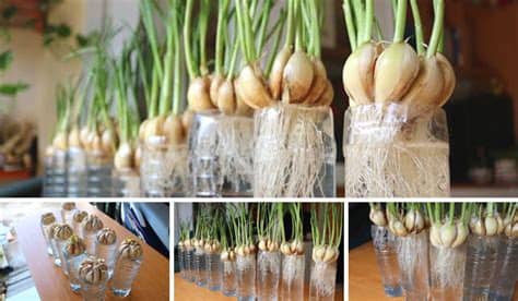 El cultivo de todo tipo de verduras y hortalizas en el hogar se ha convertido en toda una tendencia en los últimos años. NUEVO MÉTODO: Cómo Cultivar Ajo En El Patio De Tu Casa en ...