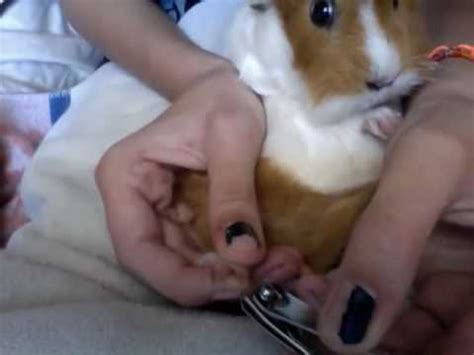 To prevent this, find out how the common accident that occurs when clipping guinea pig's nails is bleeding. How to clip a guinea pig's nails (remade) - YouTube