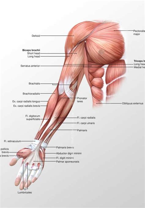 The muscular system consists of various types of muscle that each play a crucial role in the function of the body. Arm Anterior Muscles 3D Illustration labeled.