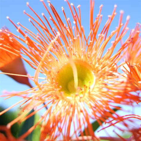 Maybe you would like to learn more about one of these? CJL designs: Australia Day & Eucalyptus flowers