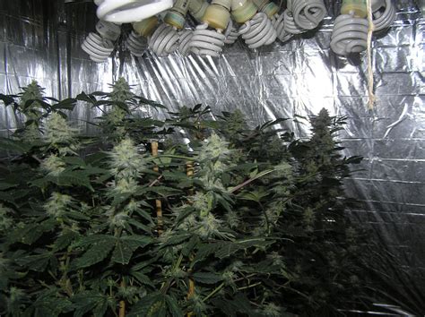When comparing the cost efficiency with regards to the replacement of hid/hps/mh bulbs a vs led lighting one begins to realize that leds are the new high tech revolution for indoor gardening and. Stealth Marijuana Grow Lights of Today CFL vs Hid vs LED
