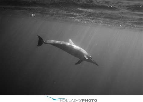 Pinned by imageking onto video. SWIMMING WITH THE DOLPHINS : WEST SIDE OAHU HAWAII ...