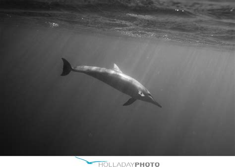 19:00 kristy in a see through dress underwater 06. SWIMMING WITH THE DOLPHINS : WEST SIDE OAHU HAWAII ...