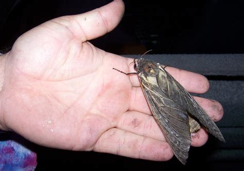 The larvae bore into eucalyptus species. 'Endoxyla (formerly 'Xyleutes') cinereus' 2007 Mudgee | Flickr