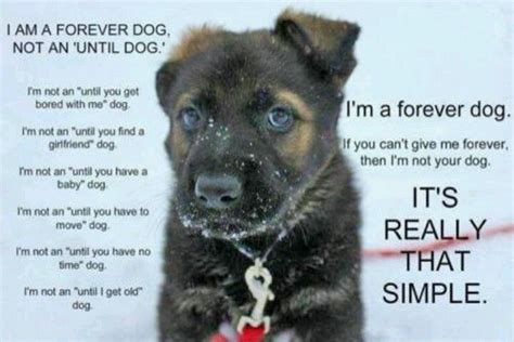 Sometimes it roars when the first bell rights. I AM A FOREVER DOG NOT AN 'UNTIL DOG' | Dogs, Animals, Dog quotes