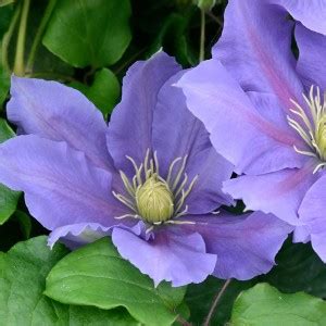 Maybe you would like to learn more about one of these? Clematis explozie de flori și culoare pe balcon sau în ...