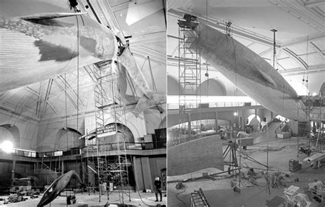 Said the whale heavy ceiling. Why Hasn't That AMNH Whale Ever Fallen From The Ceiling ...