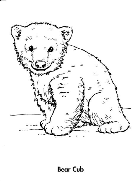 Free coloring pages are found all around the web. Sketch bear | Polar bear coloring page, Bear coloring ...
