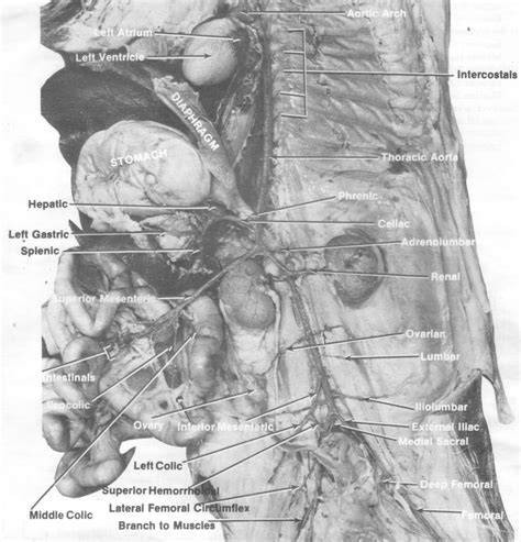 Digestive system of human body with diagram. Untitled Document mreroh.com