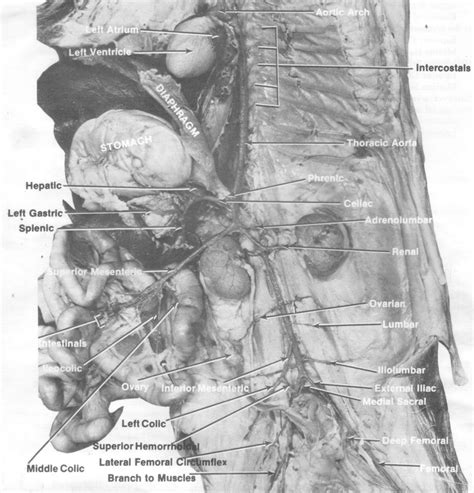 Blood vessels are vital for the body and play a key role in diabetes helping to transport glucose and insulin. Untitled Document mreroh.com