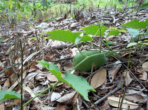 Tanaman cili padi dalam polybag. Tanaman Halia: Tanaman Cili Padi dalam Polybag dan ditanah.