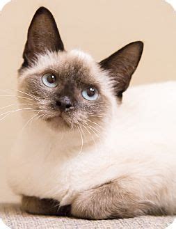 Rescue cats can make wonderful pets, but they can also have some past issues that may come along with them. Siamese Cats For Adoption Chicago