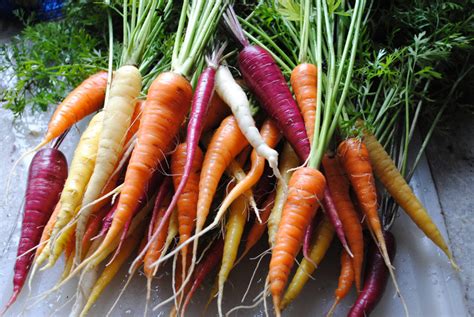 See full list on gardeningknowhow.com What Carrot Farmers can tell you about Job Scams ...