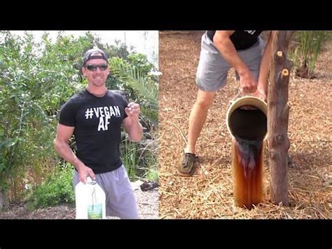 I have some fruit trees (apple, pear, orange, pomegranate, grapes) in my small backyard and have questions about taking good care of these fruit trees from a nutritional standpoint. How to Feed & Fertilize a Fruit Tree, part 1 - YouTube ...