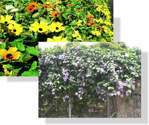 Tips membeli lampu led rumah. Jenis Tanaman Pagar Hidup Untuk Kebun - Berbagi Tanam
