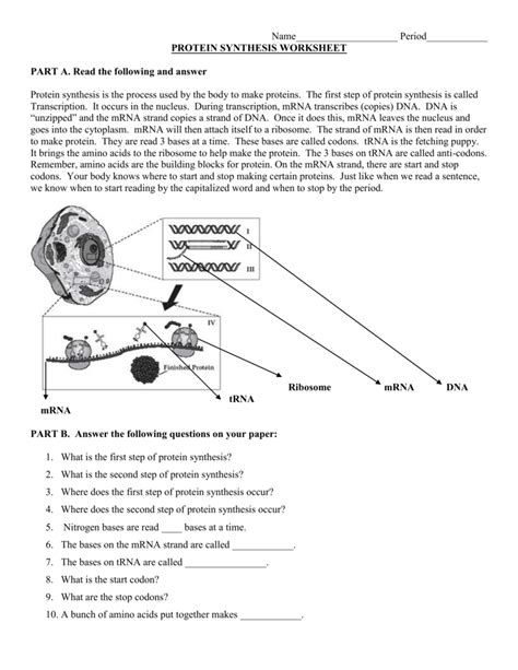 The order of base pairs in complementary rna strands d. 30 Protein Synthesis Worksheet Answers Part B - Free Worksheet Spreadsheet