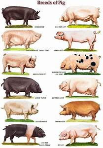 Choosing The Right Pig Breed For Your Homestead Modern Frontierswoman