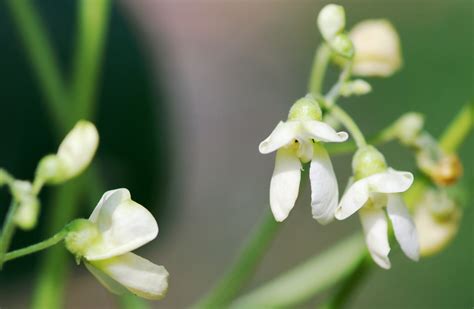 Vegetable Matter: Get Growing in June