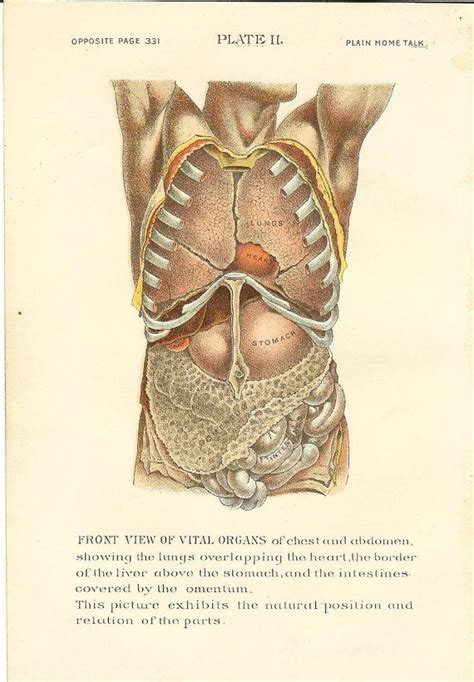 Rib anatomy, thoracic rib, rib bone. 1896 Antique Medical / Human Anatomy Print Organs Of Chest ...