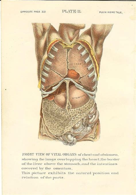 The rib cage is the arrangement of ribs attached to the vertebral column and sternum in the thorax of most vertebrates, that encloses and protects the vital organs such as the heart. 1896 Antique Medical / Human Anatomy Print Organs Of Chest ...