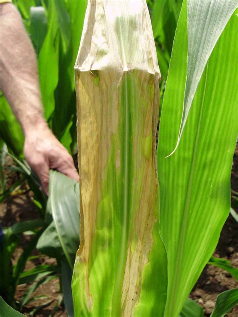 Corn field infected by southern corn leaf blight. July 13, 2012 - Issue 16, Pest & Crop Newsletter ...