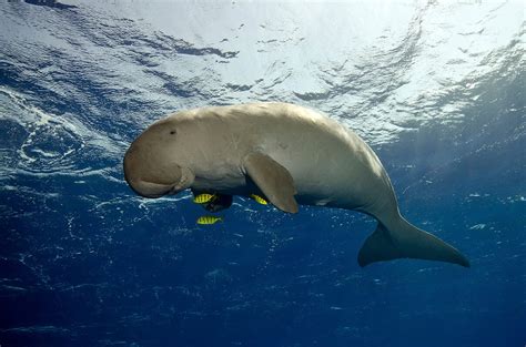 Google bilder, die umfassendste bildersuche im web. Desperately Seeking Dugong On The Bazaruto Archipelago ...