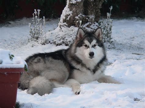 Alaskan malamutes are not recommended for apartment life. Alaska Malamute | The Life of Animals