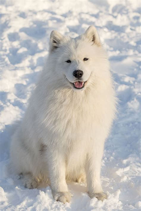 We did not find results for: 40 Best Medium Sized Dog Breeds - List of Popular Cute Medium Sized Dogs for Families