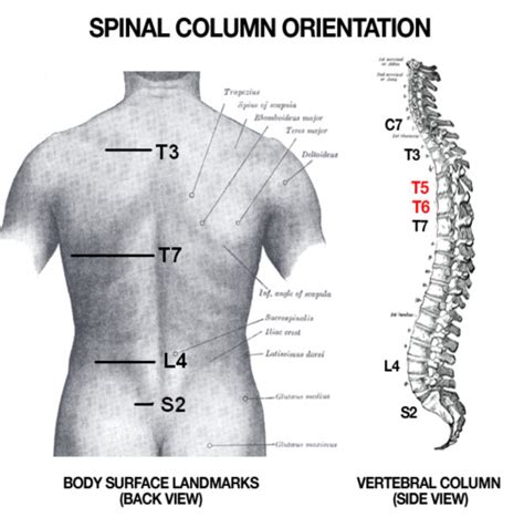 This article provides a straightforward overview of the spine's remarkable and complex anatomy. Jockey Rene Douglas Paralyzed, 'Born to Be' Euthanized at ...