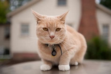 Muta memiliki 2 adik beradik, tapi kucing comel snoopybabe ini memiliki 290 ribu pengikut yang mengikuti perkembangannya dan lebih daripada 400 gambar yang telah dimuat naik. Nama Nama Anak Kucing Perempuan - 81021+ Nama Untuk Kucing ...