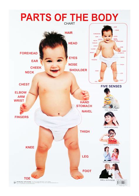Human body parts name in tamil and english with images, மனித உடல் உறுப்புகள்,tamil body parts names in. Human Body Parts Tamil Name / Teaching the visible parts of the human body | Teaching ... - • 4 ...