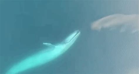 How are blue, right, fin, sei, humpback, fin whales, the large whales are able to live indefinitely in the coldest seas on earth. Ravenous Blue Whale Swallows Nearly An Entire Shoal Of ...
