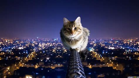 We did not find results for: Windows 10 Cat Wallpaper - WallpaperSafari