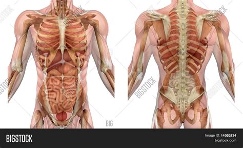 Quickly memorize the terms, phrases and much more. Male Torso Front Back Muscles Image & Photo | Bigstock