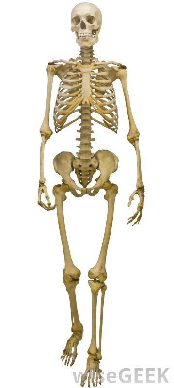 Any of the 12 pairs of curved arches of bone extending from the spine to, or toward, the sternum. The Difference Between Male and Female Skeletons | Human skeleton, Human skeleton anatomy ...