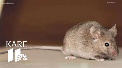 Find out the mouse nests and destroy them carefully. How to keep mice out of your home - YouTube