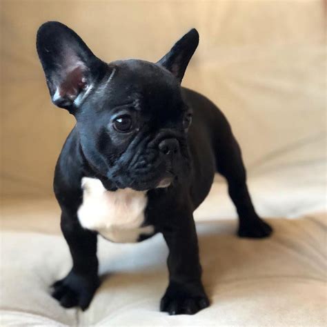 Contact us today to learn more about the availability of our french bulldog puppies for sale. French Bulldog Puppies For Sale | Orlando, FL #285438