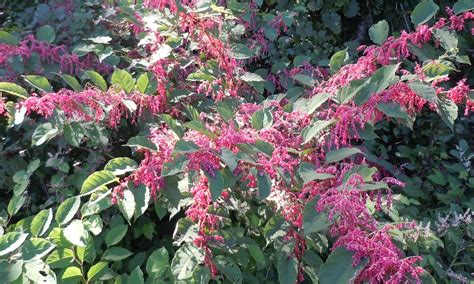 Growing eastern white pine trees. red flowering bush | Walter Reeves: The Georgia Gardener