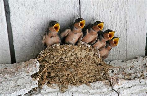 Для вам подборка с моделью my little swallow с нас контент, с вас репост. The Idler | Cures for melancholy: Swallow water