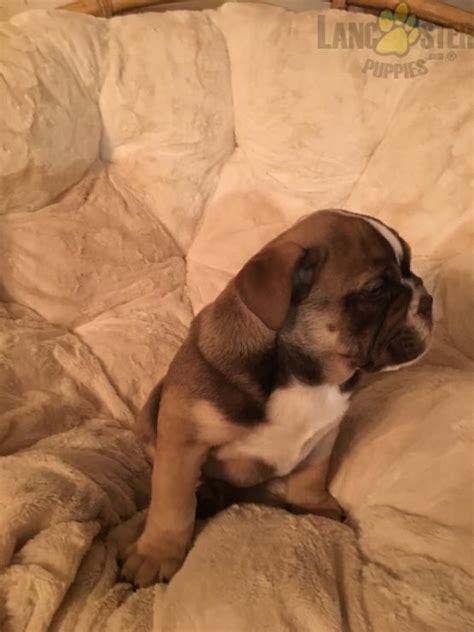 • click on underlined words to find their english bulldog puppies for sale. Chocolate Man - English Bulldog Puppy for Sale in Tyrone, PA in 2020 | Bulldog puppies for sale ...