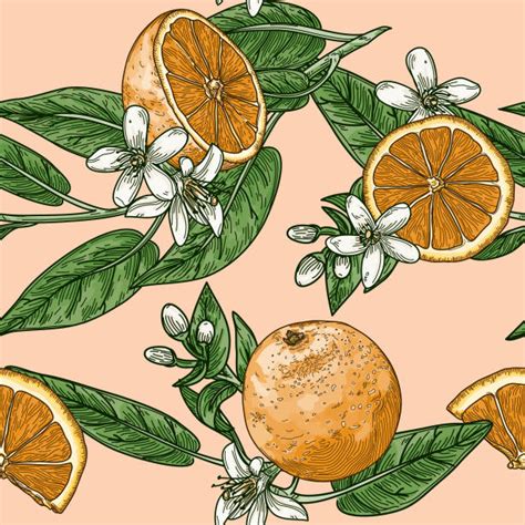 Check spelling or type a new query. Orange Blossom Illustrations, Royalty-Free Vector Graphics ...