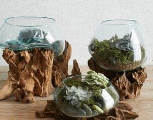 We did not find results for: What's A Molten Glass Driftwood Terrarium? | Self ...