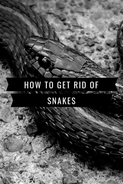 Listen for noises in the attic. How To Get Rid Of Black Rat Snakes In Your Home | Rat snake, Black rat, Snake