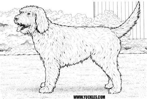 However, most breeders will refer to the mini goldendoodle size as a dog weighing 20 to 30 pounds. Goldendoodle Coloring Page by YUCKLES! | Dog coloring page ...